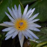 Pampelmousses Garten