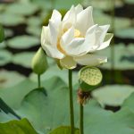 Pampelmousses Garten