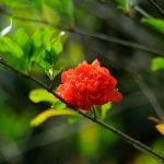 Pampelmousses Garten