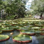 Pampelmousses Garten