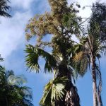 Pampelmousses Garten