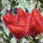 Pampelmousses Garten