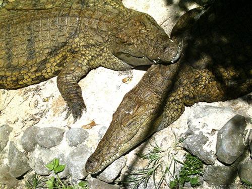 Krokodile Mauritius